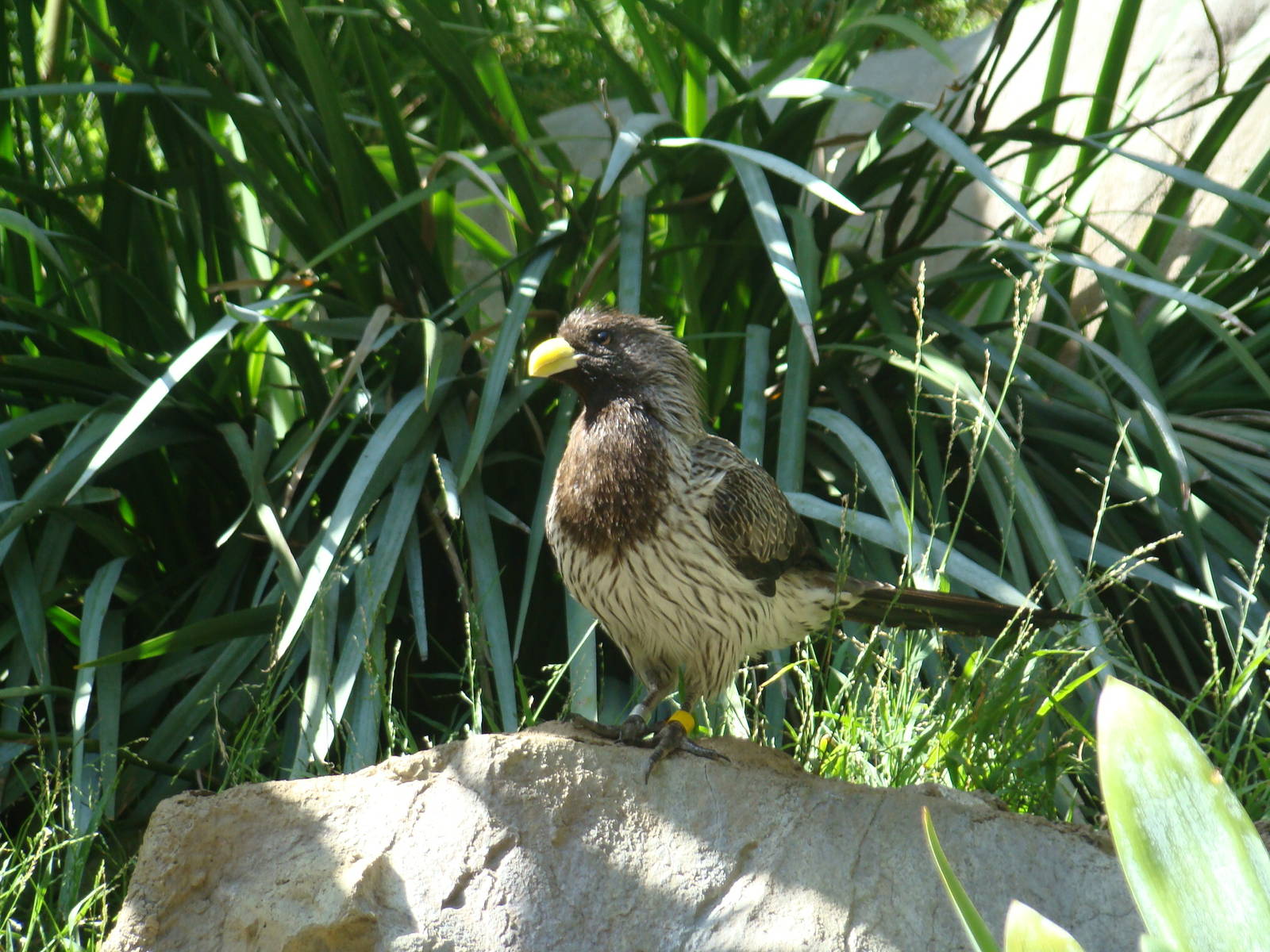 Western Grey Plantain-Eater