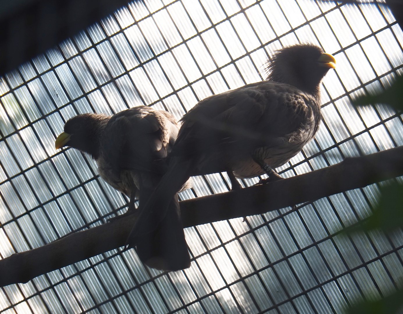 Western grey plantain-eaters (Crinifer piscator), Sep 2nd, 2018