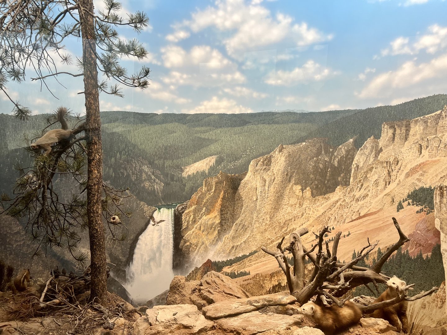 Western Grey Squirrel  and American Marten