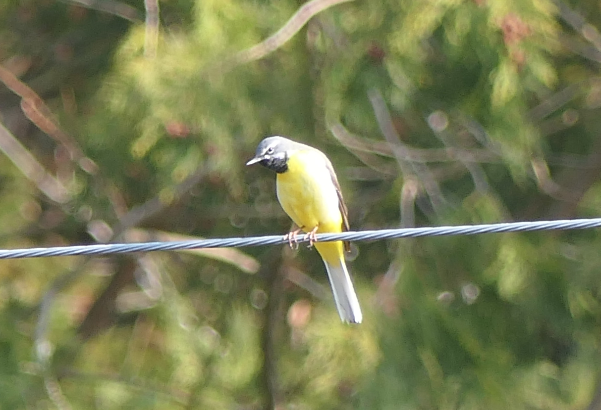 Western Grey Wagtail (Motacilla cinerea cinerea)