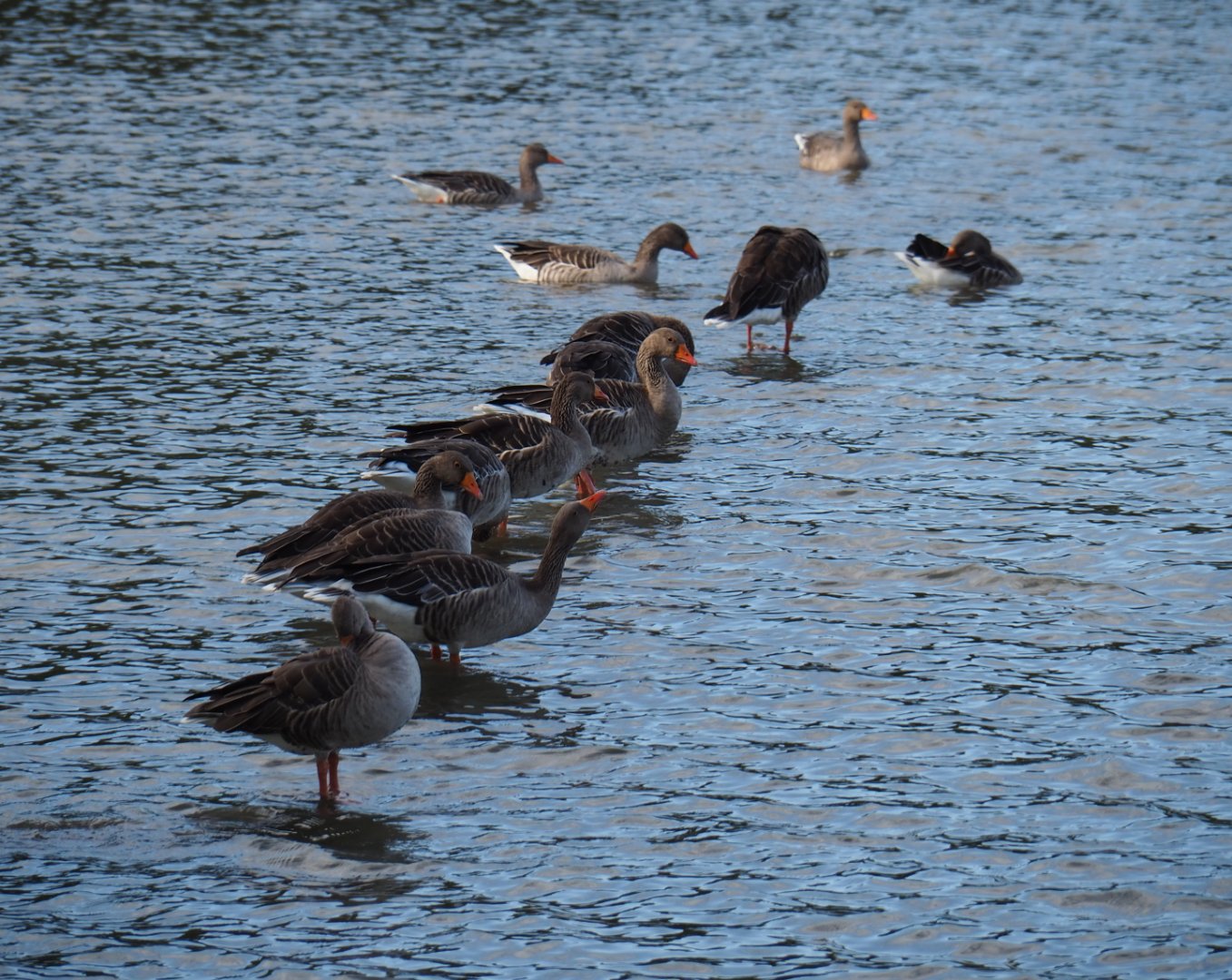 Western greylag geese (Anser anser anser), 2019-10-04
