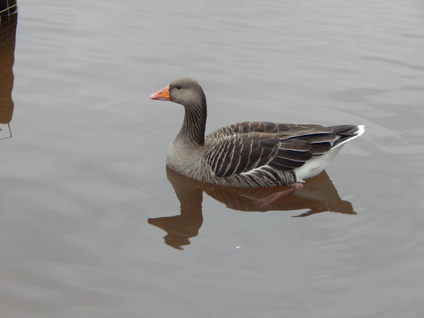 Western greylag goose 050224
