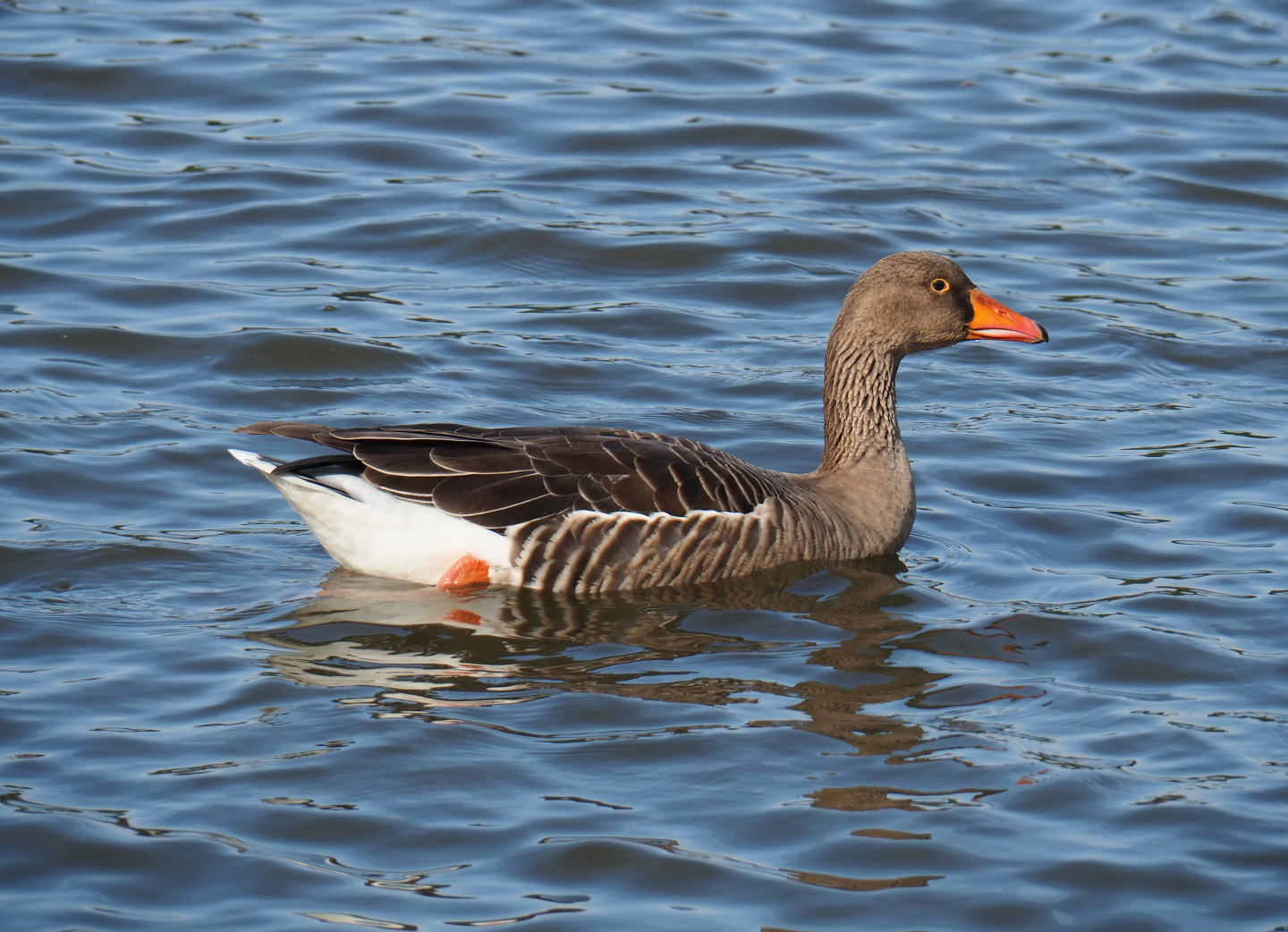 Western greylag goose (Anser anser anser), 2019-10-04