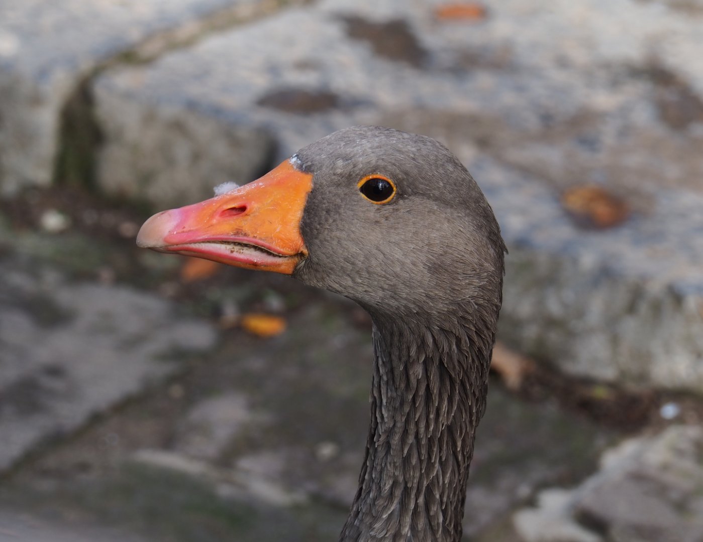 Western greylag goose (Anser anser anser), 2019-10-04