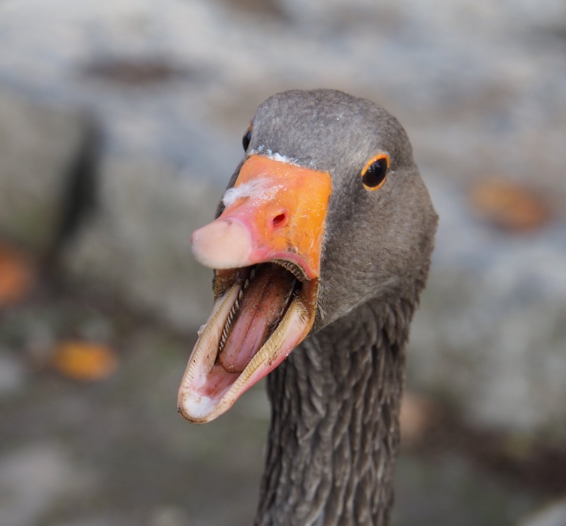 Western greylag goose (Anser anser anser), 2019-10-04