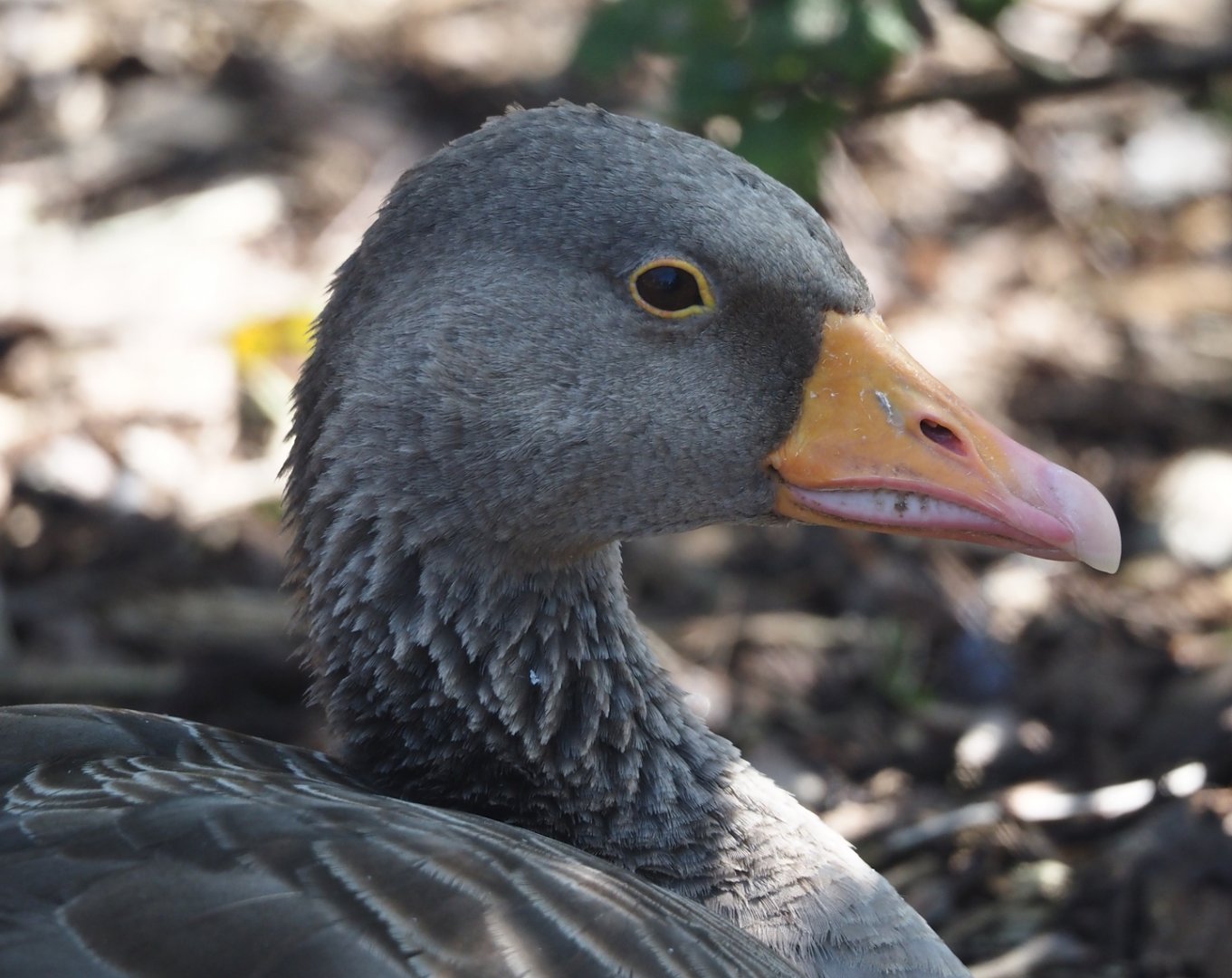 Western greylag goose (Anser anser anser), 2024-09-17