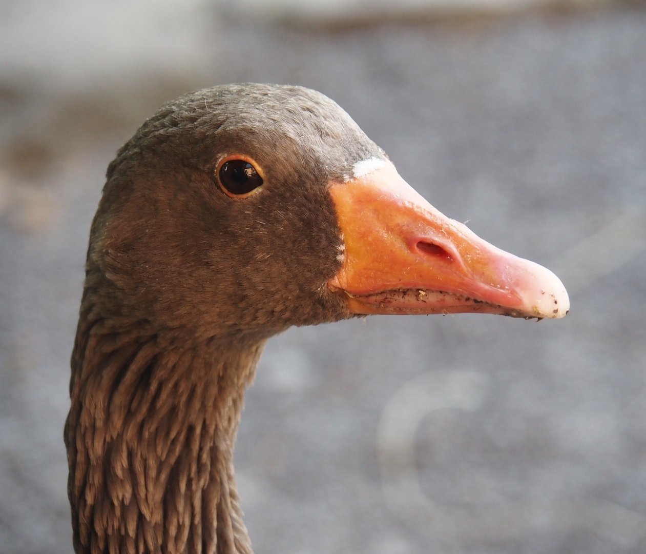 Western greylag goose (Anser anser anser), 2024-09-17