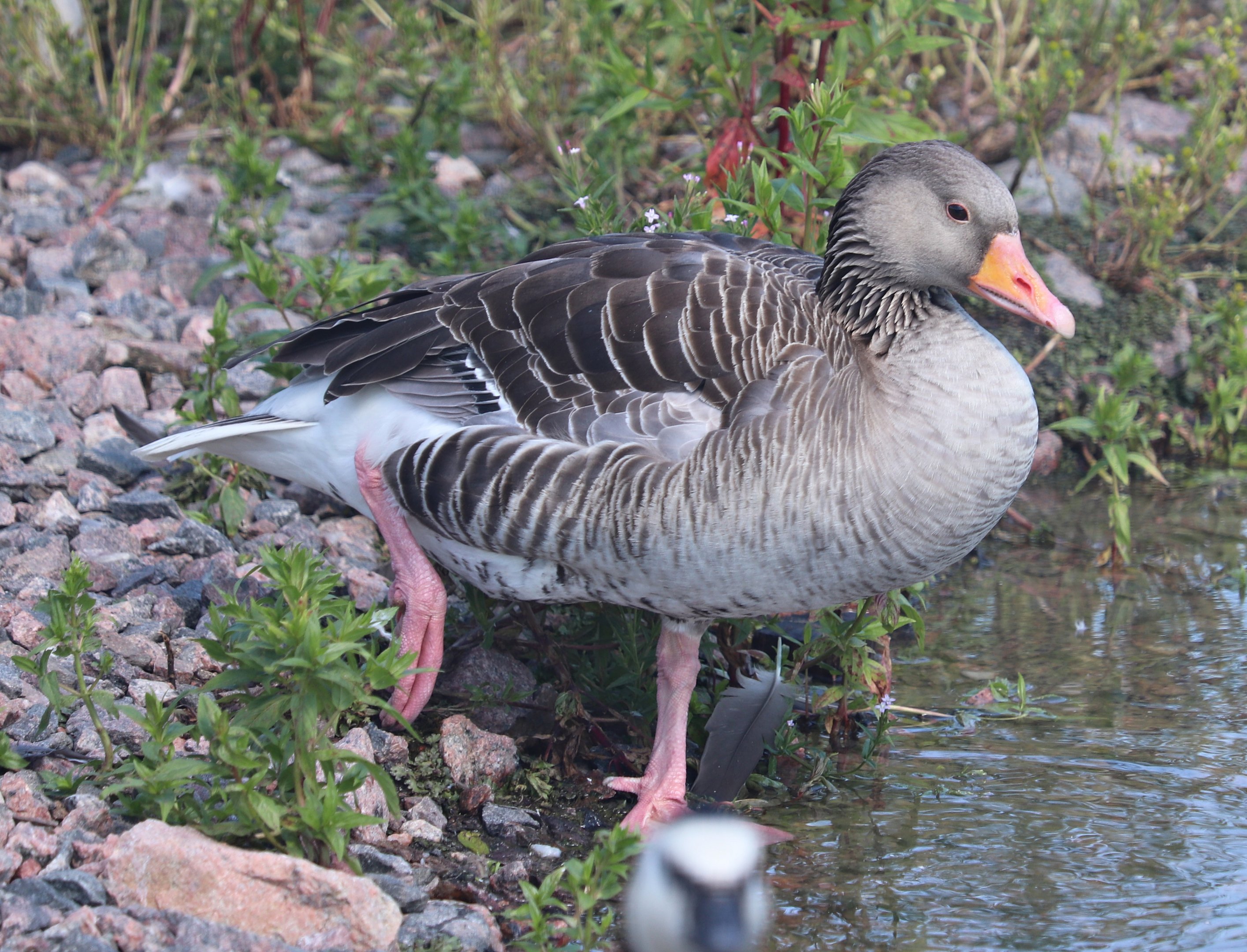 Western greylag goose (Anser anser anser)