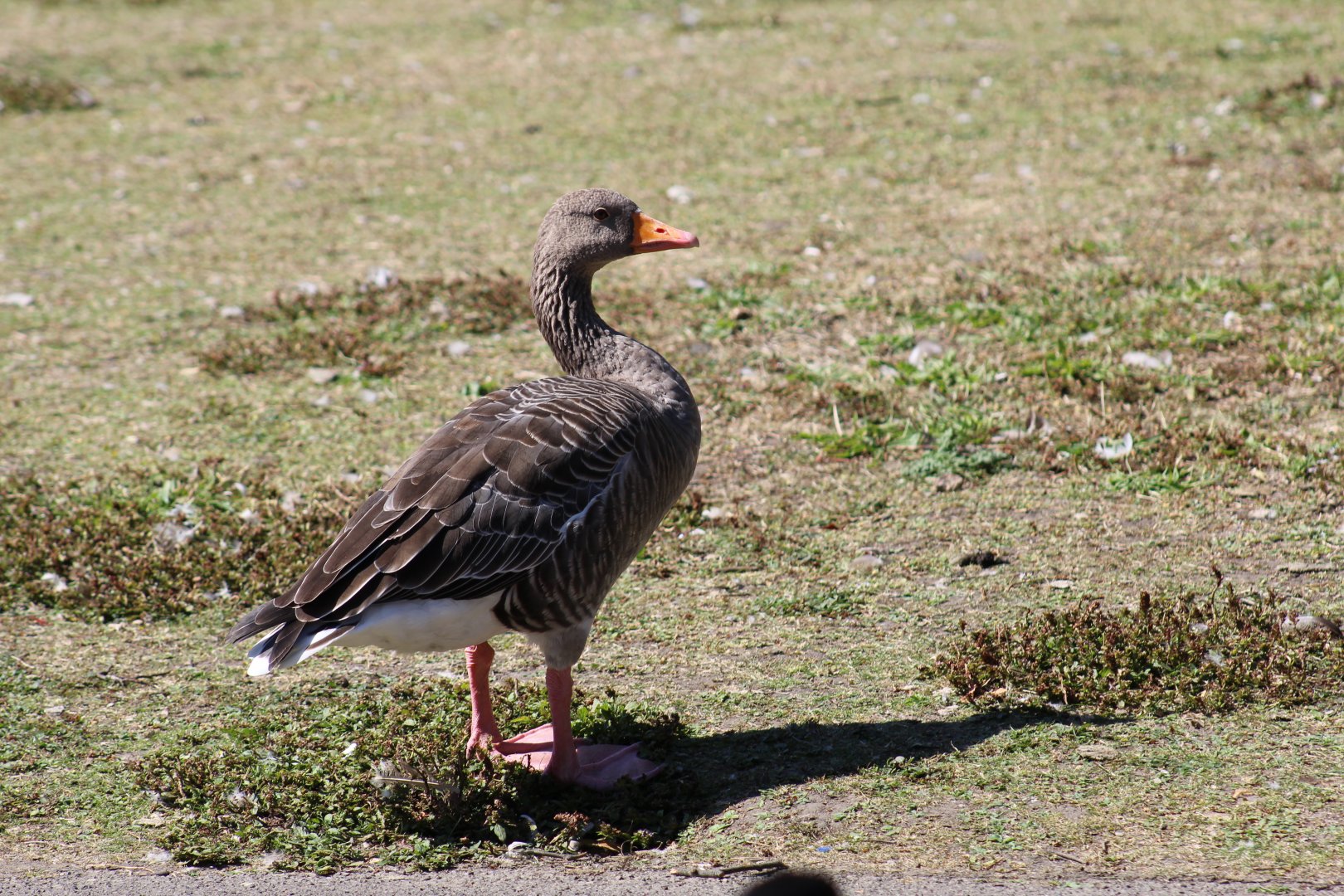Western Greylag Goose