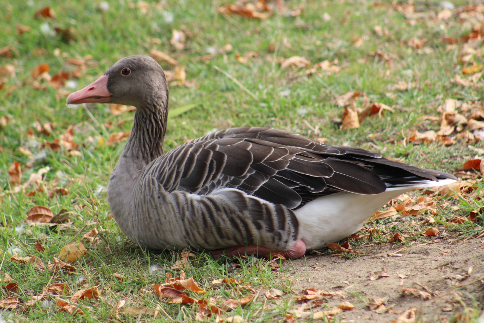 Western Greylag Goose