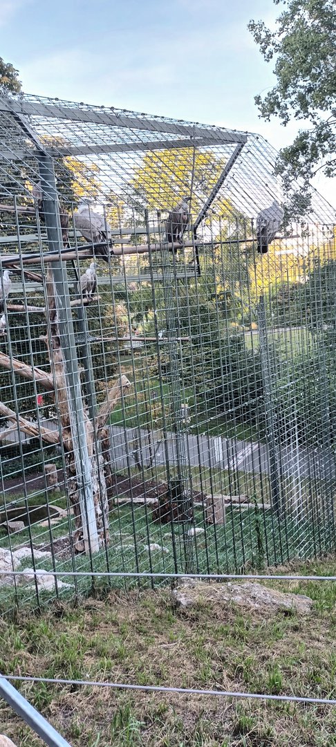 Western Griffon Vulture Aviary