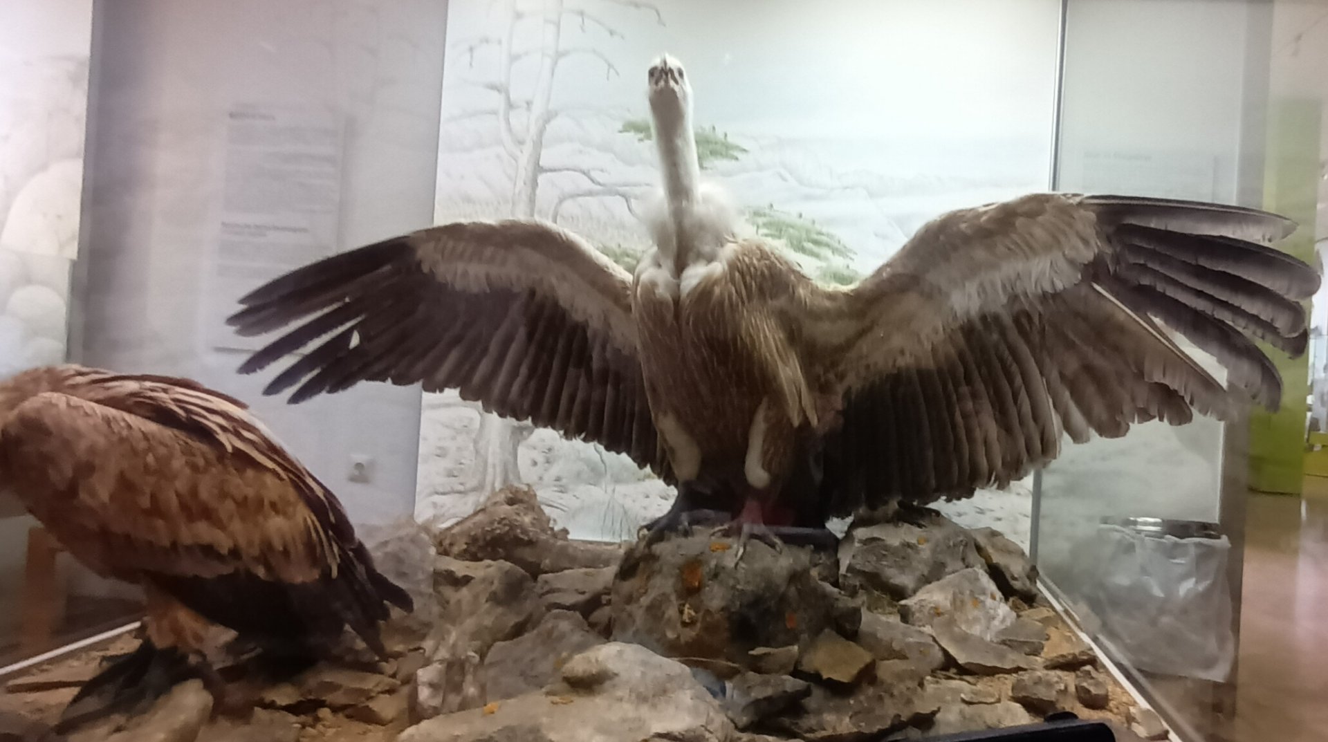 Western griffon Vulture Diorama