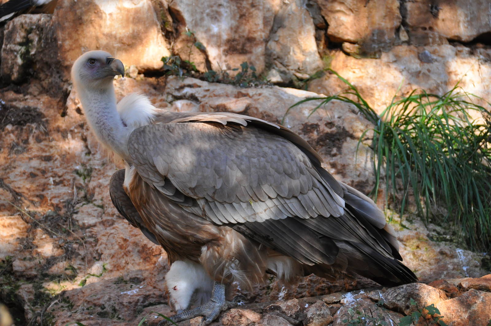 Western griffon vulture/ Gyps fulvus fulvus