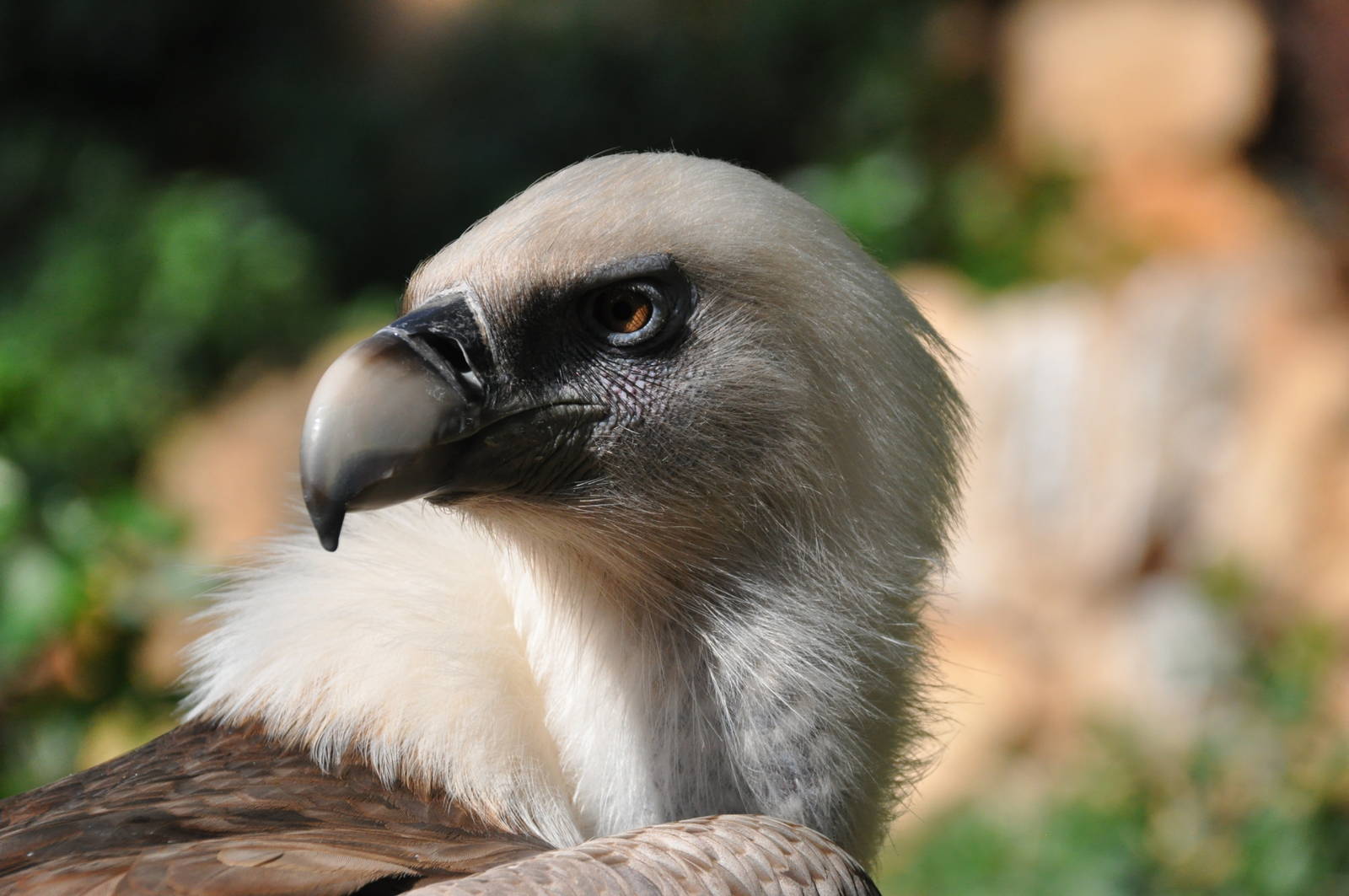 Western griffon vulture/ Gyps fulvus fulvus
