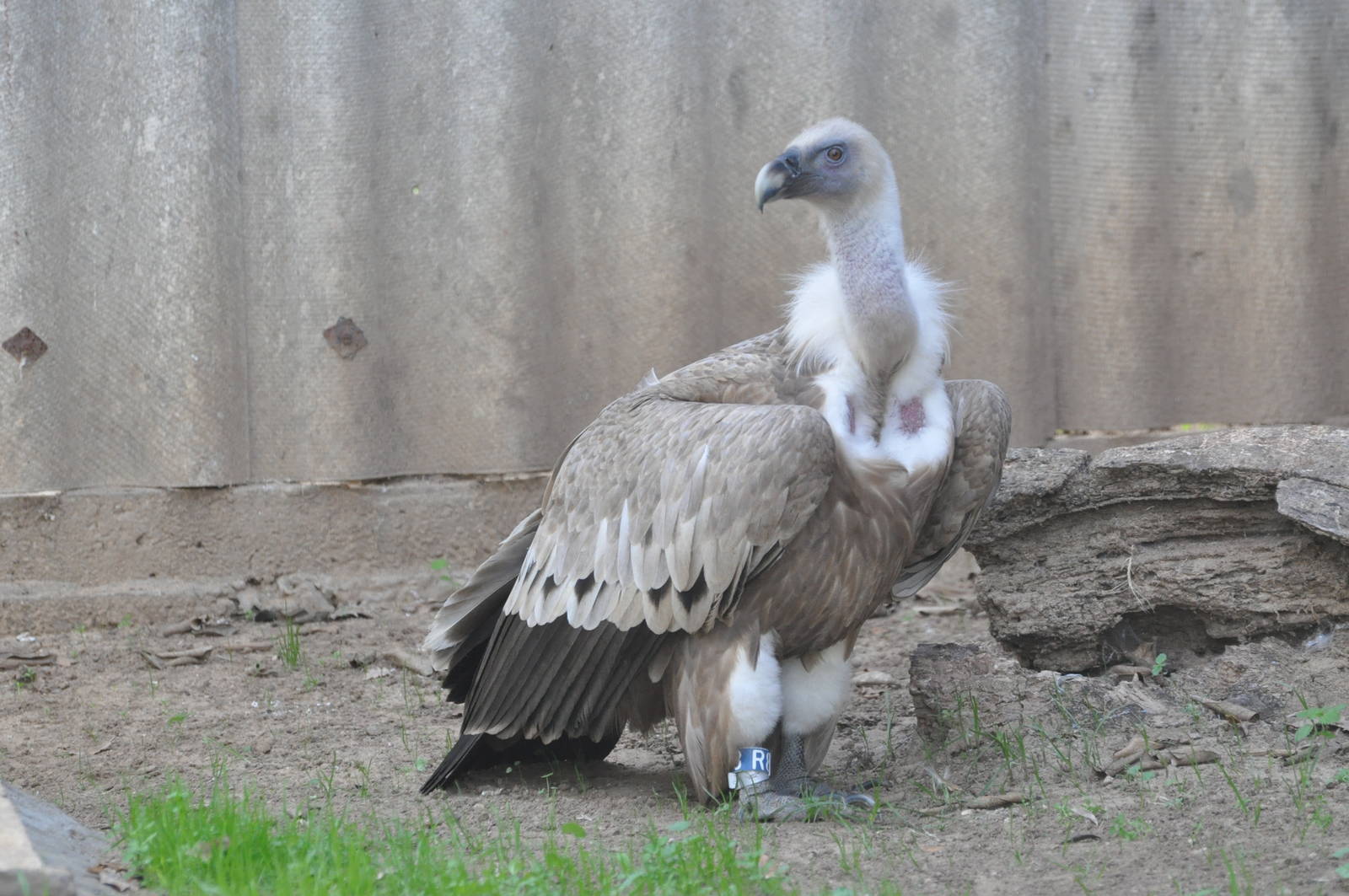 Western griffon vulture/ Gyps fulvus fulvus