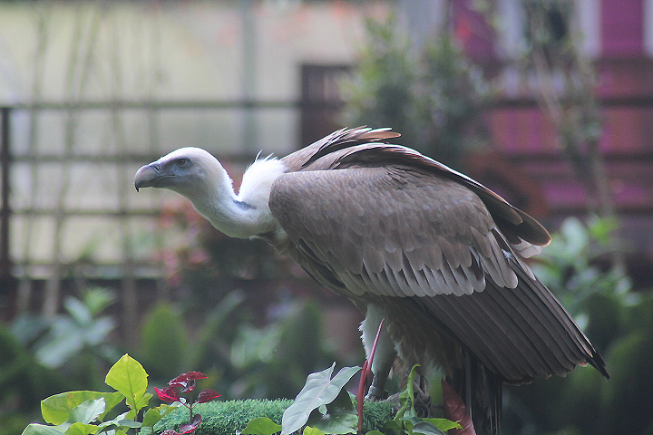 Western griffon vulture (Gyps fulvus fulvus)