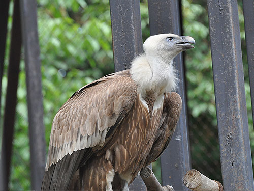 Western Griffon Vulture in Kishinev Zoo