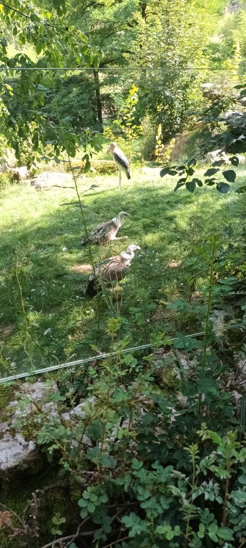 Western Griffon Vultures and Marabou Stork