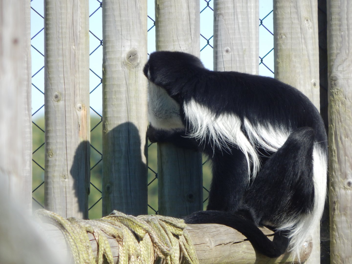 Western guereza 030964