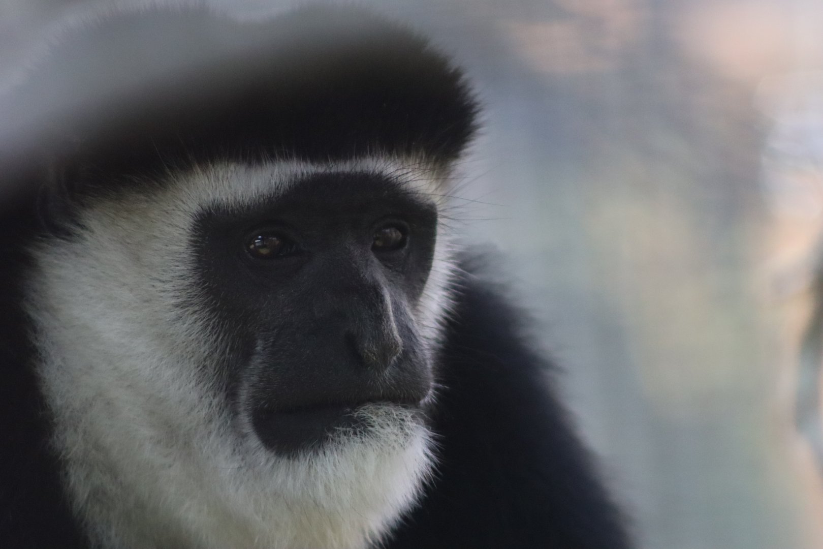 Western guereza - 6 September 2021