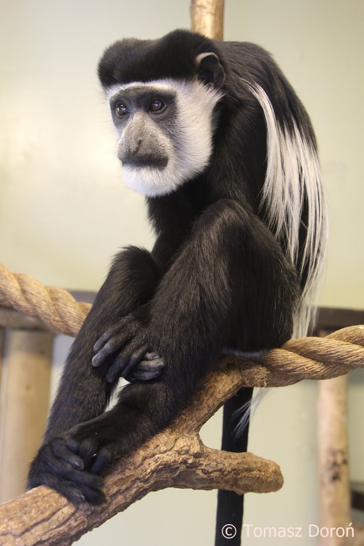 Western Guereza (Colobus guereza occidentalis), May 2018