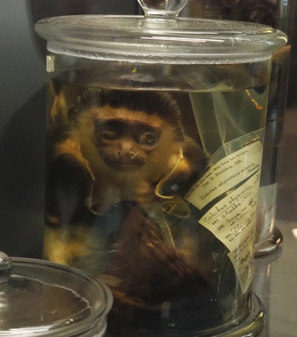 Western guereza (Colobus guereza occidentalis) wet specimen, 2021-10-20