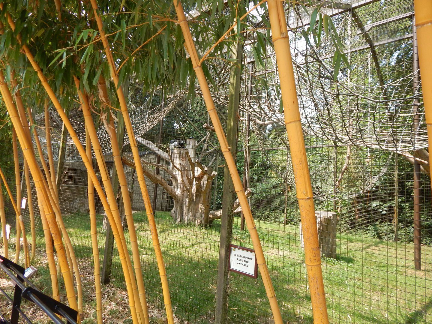 Western guereza enclosure 310525