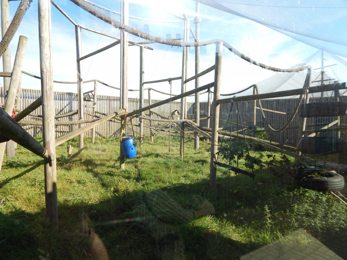 Western guereza exhibit 030964