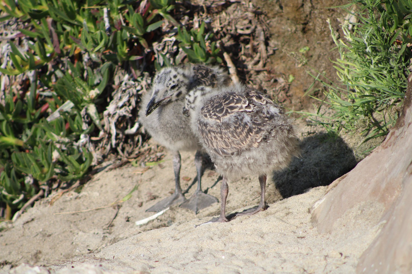 Western Gull Chicks (Larus occidentalis)