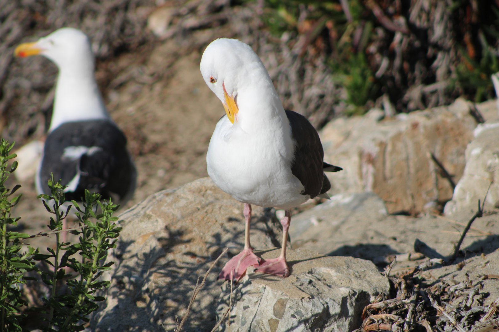 Western Gull (Larus occidentalis)