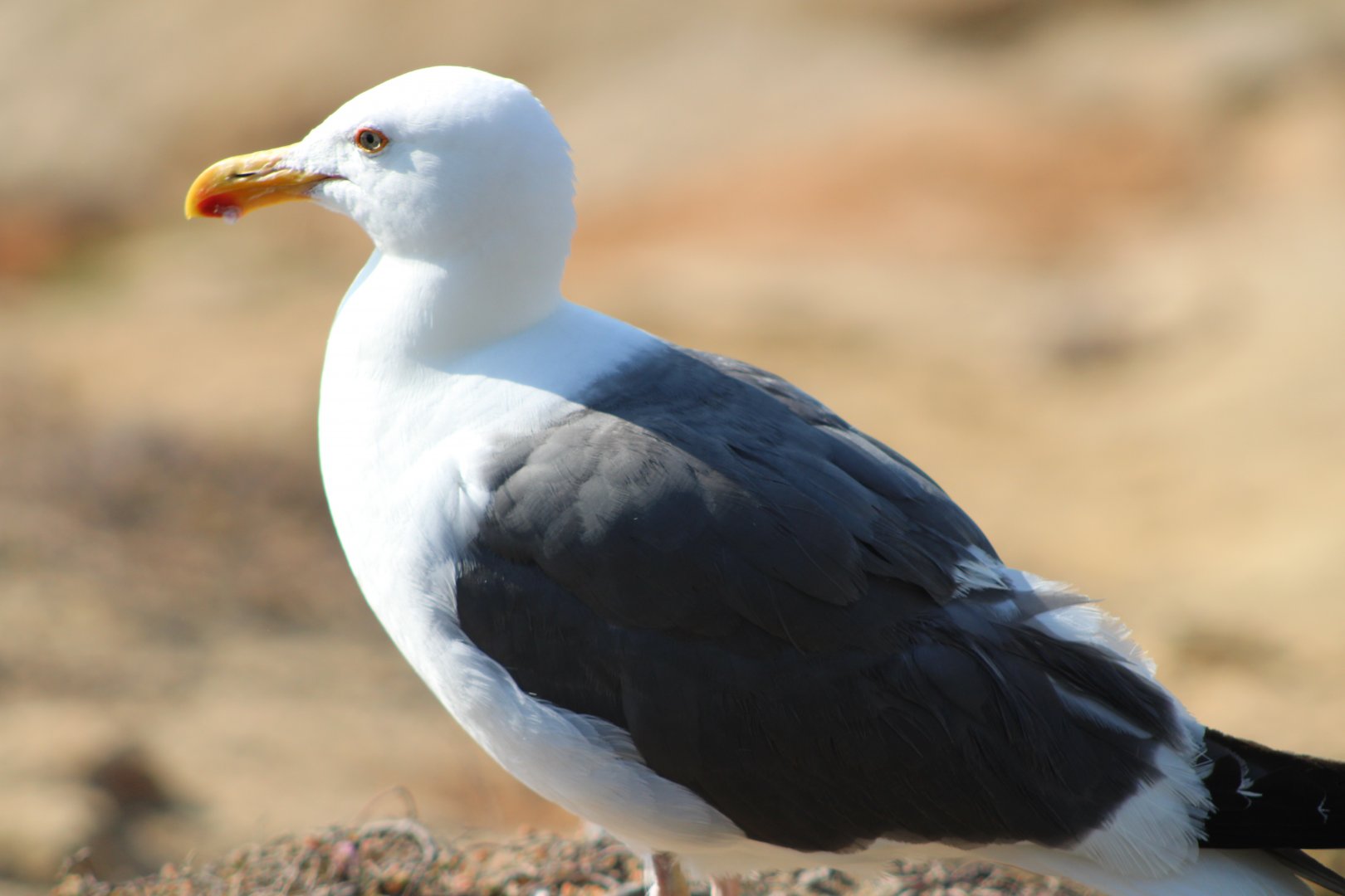 Western Gull (Larus occidentalis)
