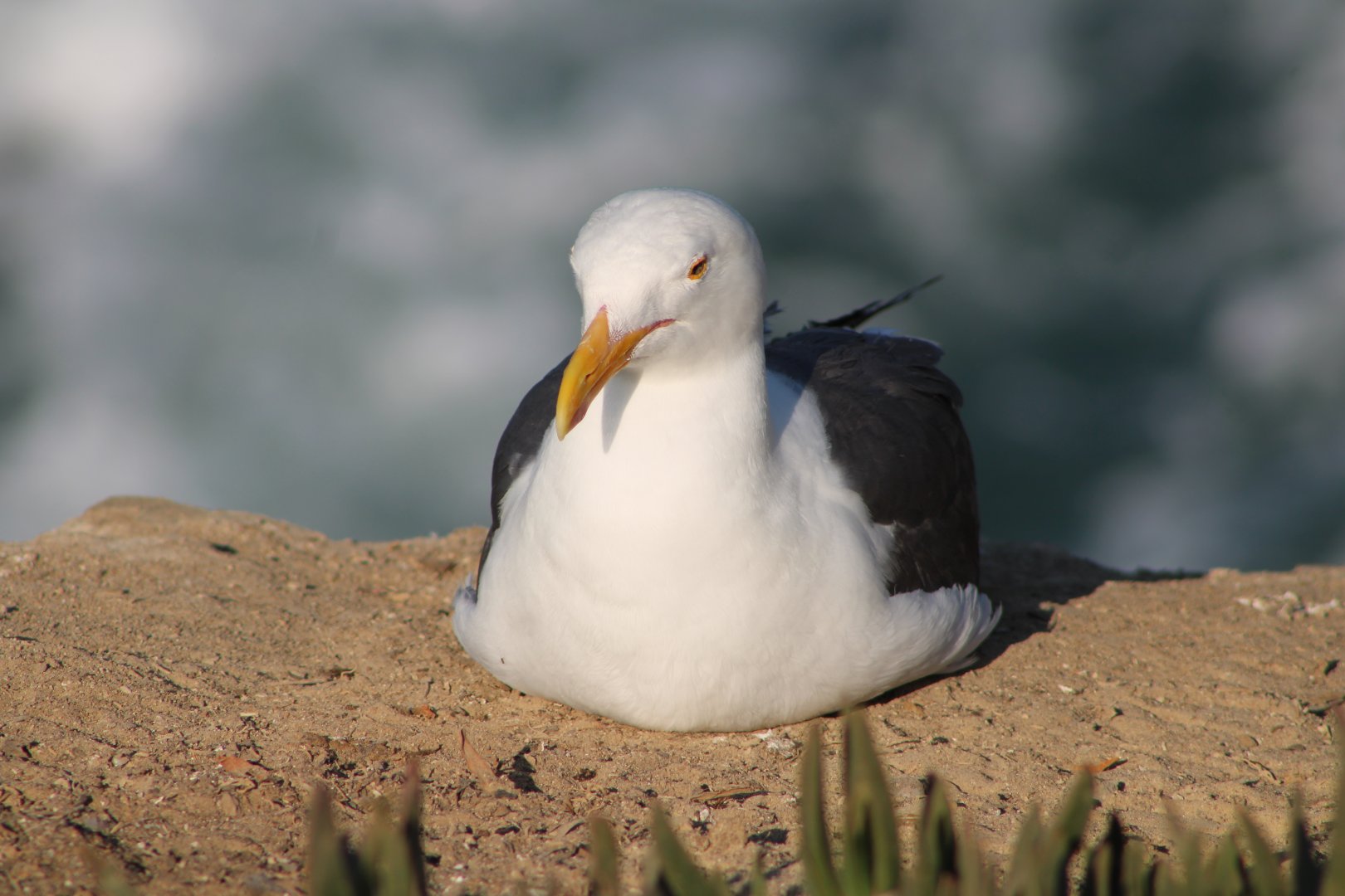 Western Gull (Larus occidentalis)