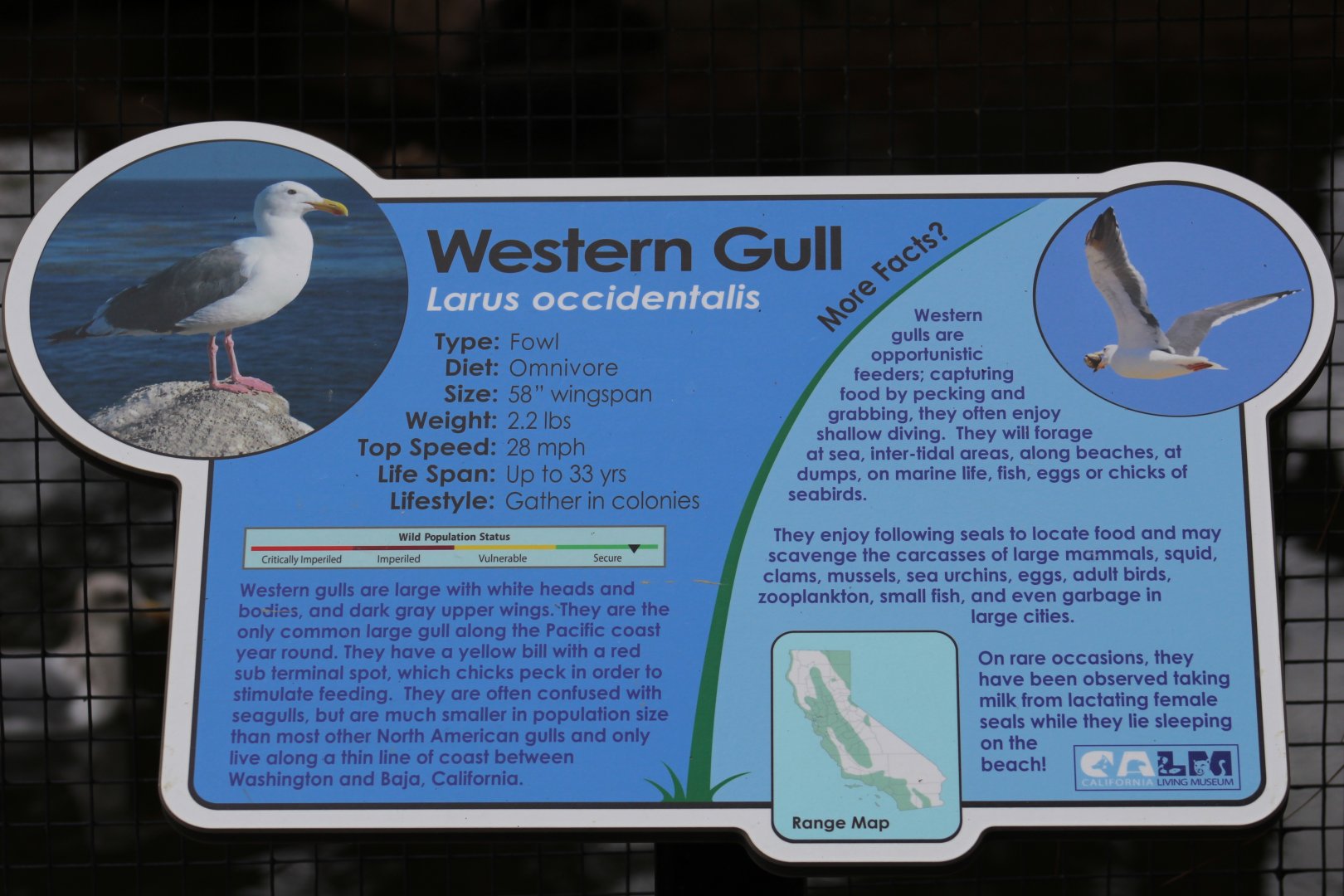 Western Gull Signage