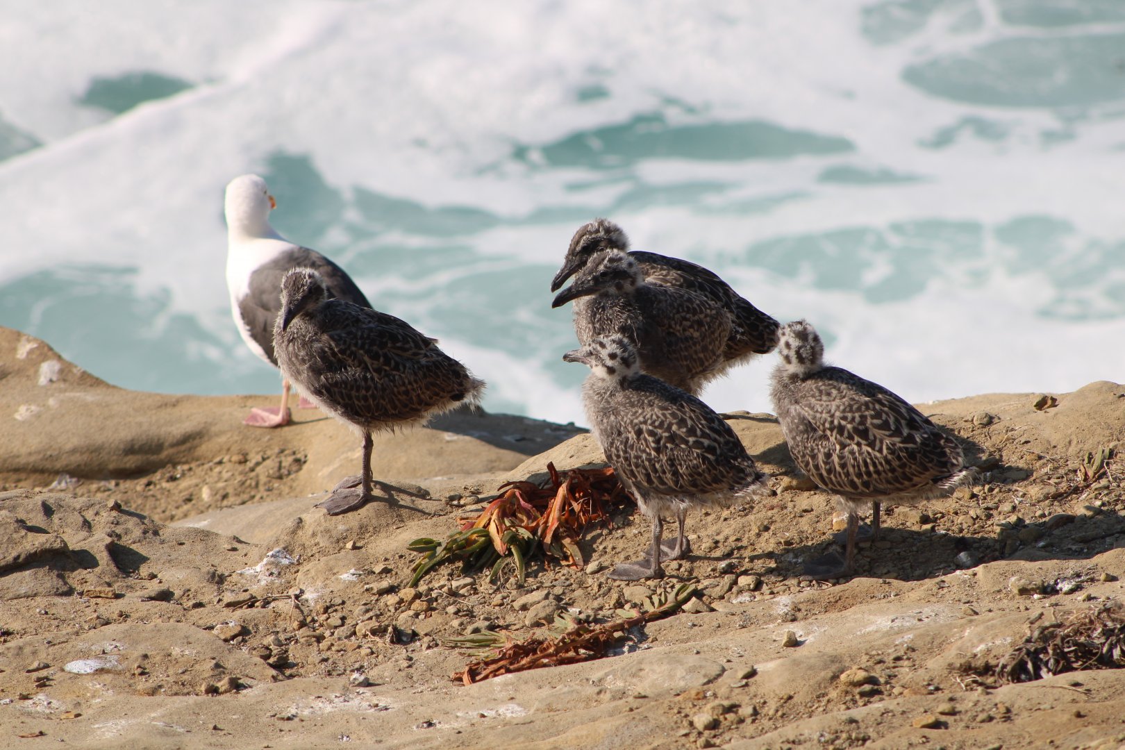 Western Gull with Chicks (Larus occidentalis)