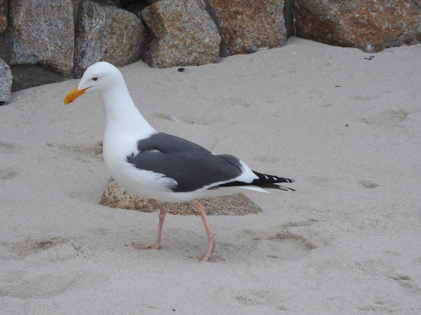 Western Gull