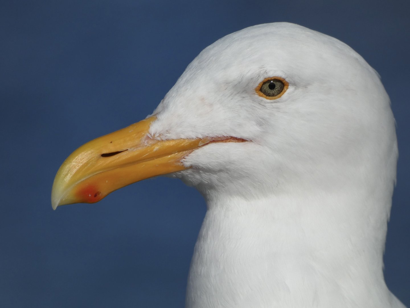 Western gull