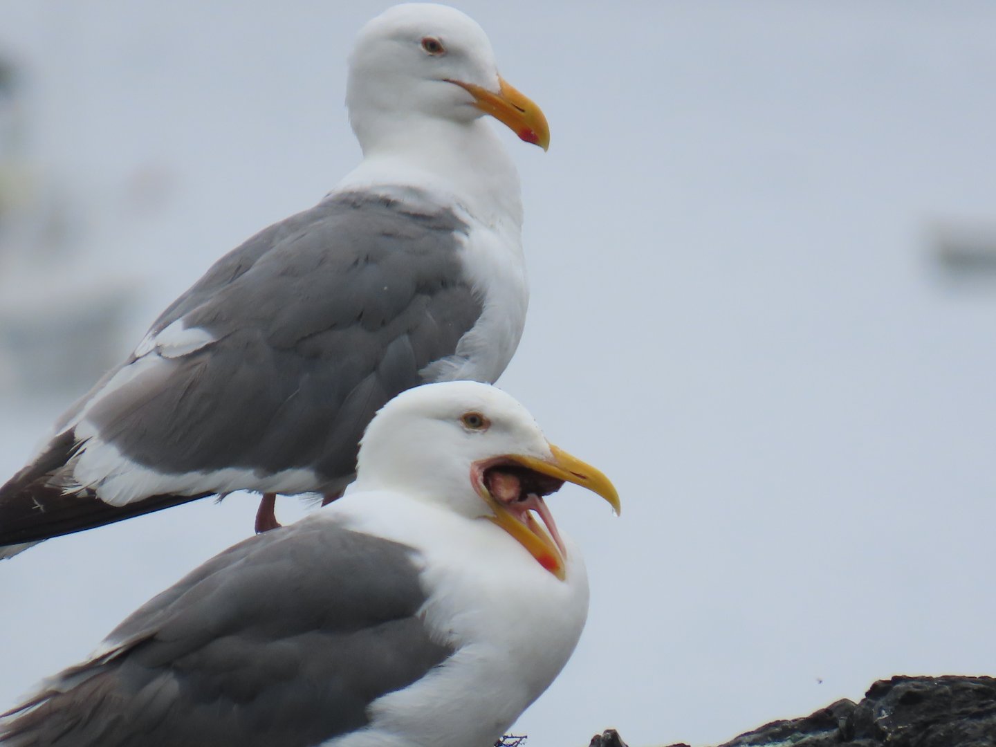 Western Gulls (Larus occidentalis)