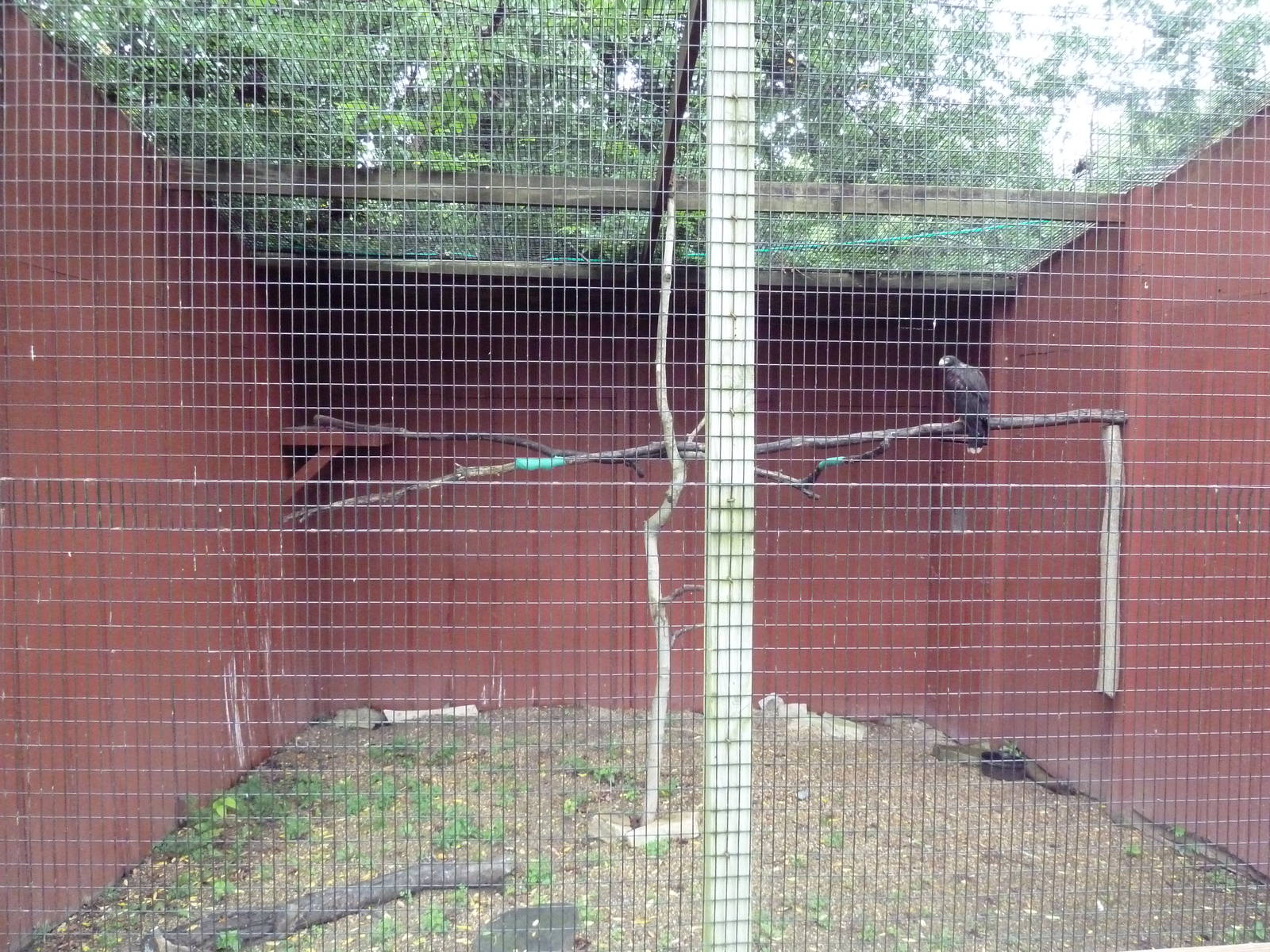 Western Harris's Hawk Aviary