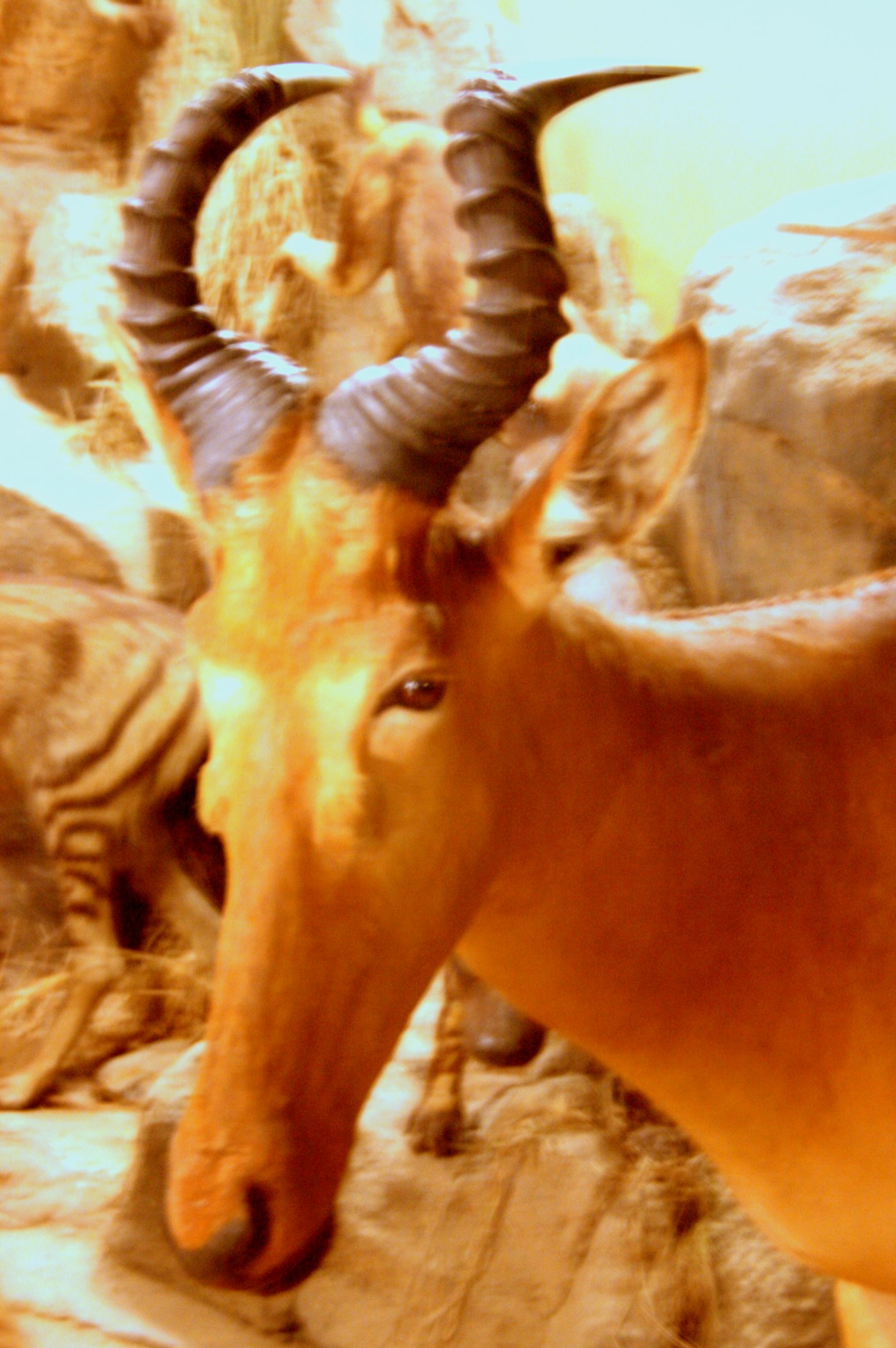Western hartebeest; Powell-Cotton Museum; 11th June 2017
