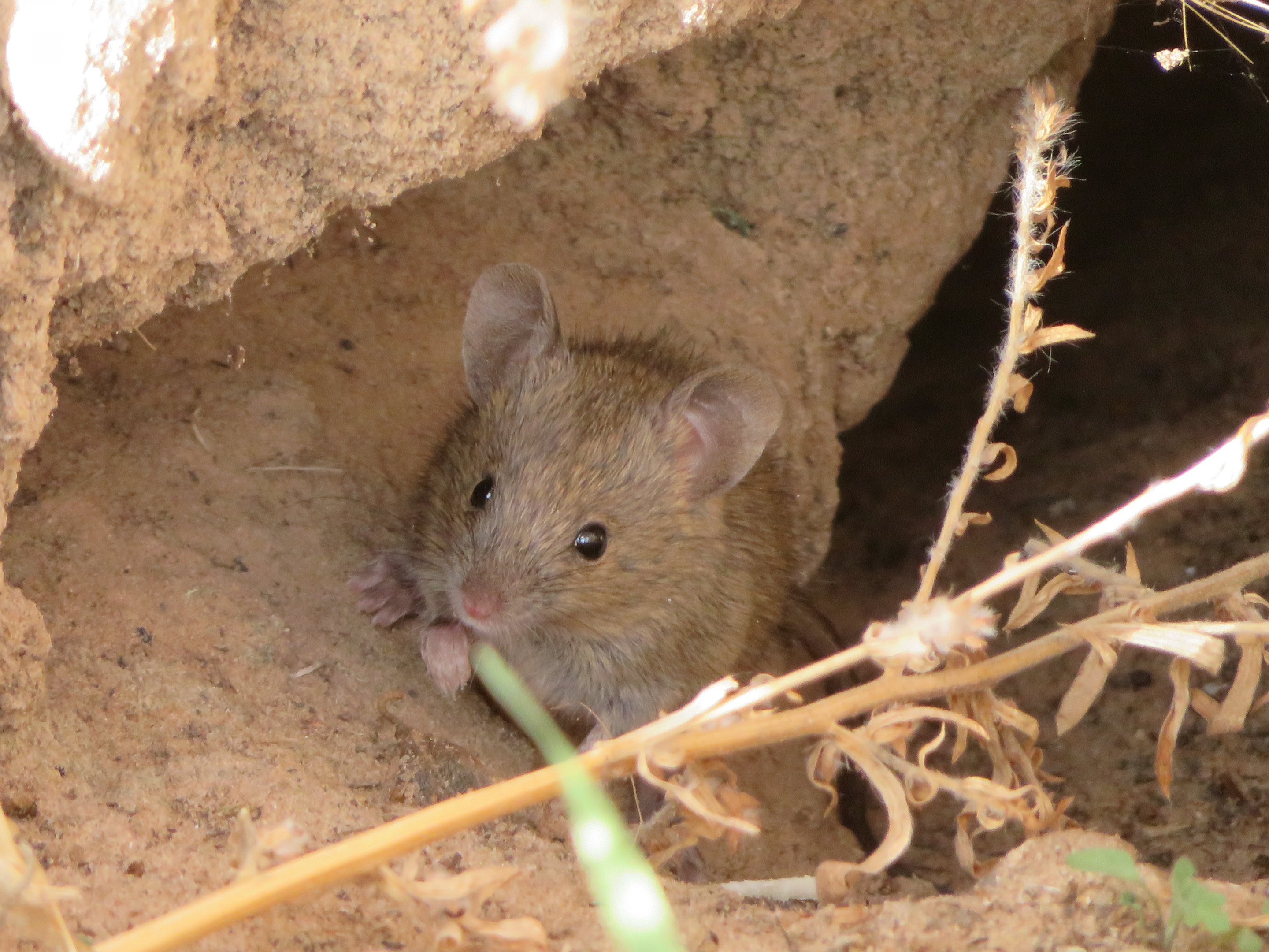 Western Harvest Mouse (Reithrodontomys megalotis)