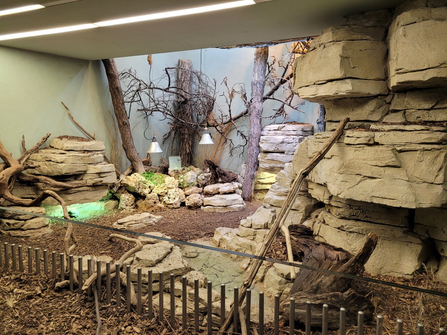 Western Hermann's tortoise exhibit -Parc Zoologique de Paris (2022)