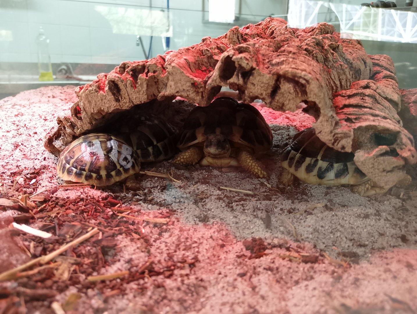 Western Hermann's tortoises