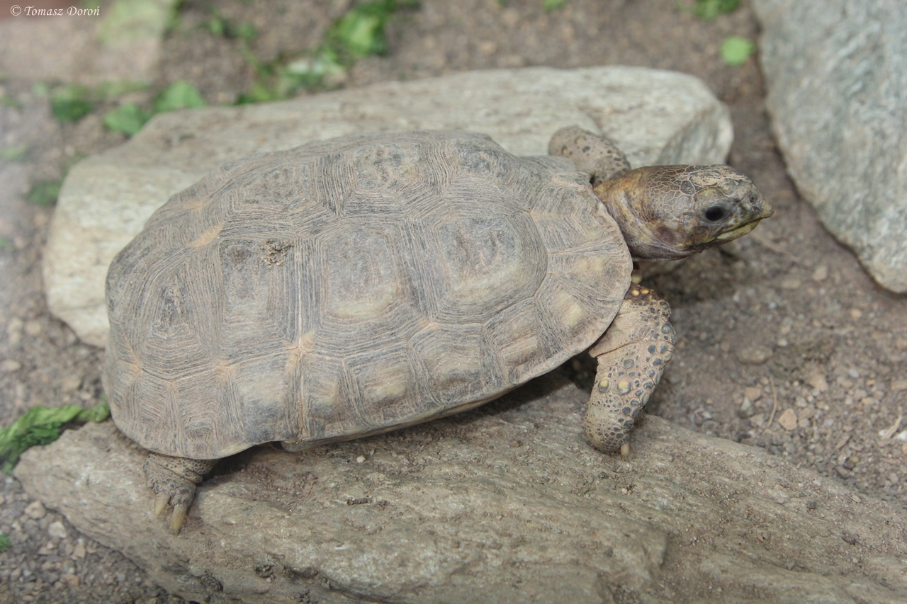 Western hingeback tortoise (Kinixys belliana nogueyi)
