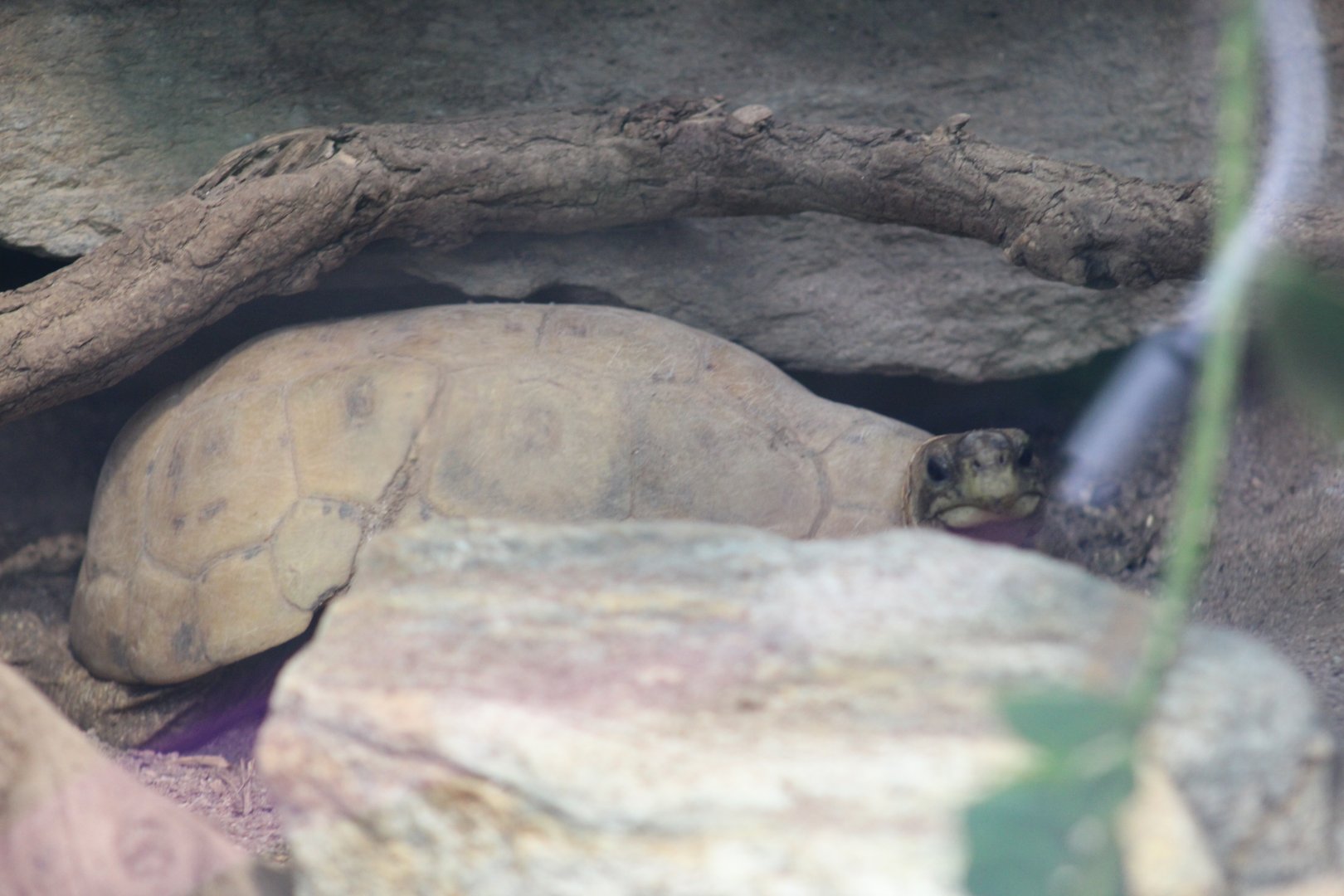 Western Hingeback Tortoise