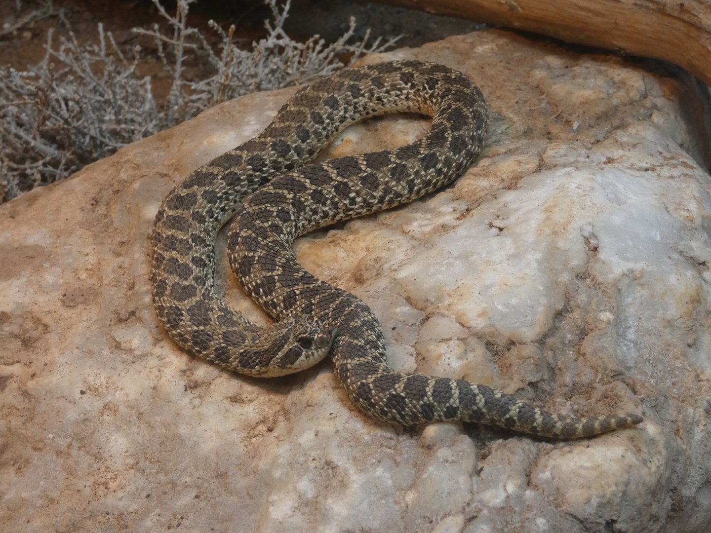 Western hog-nose snake