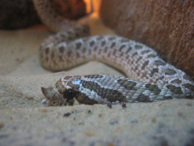 Western Hog-Nosed Snake 2016.