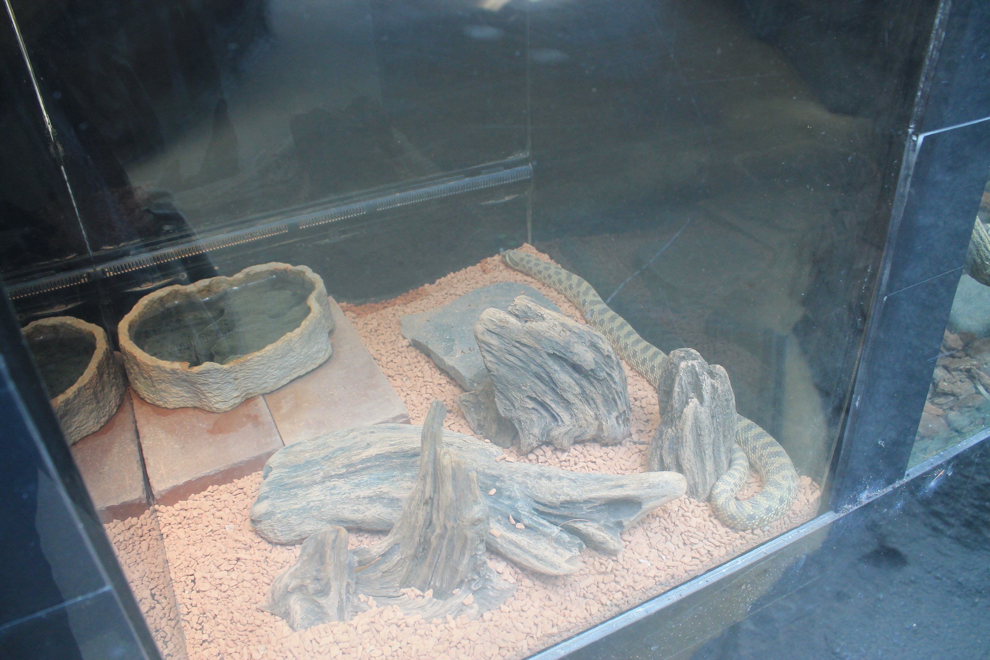 Western Hog-nosed Snake (Heterodon nasicus)