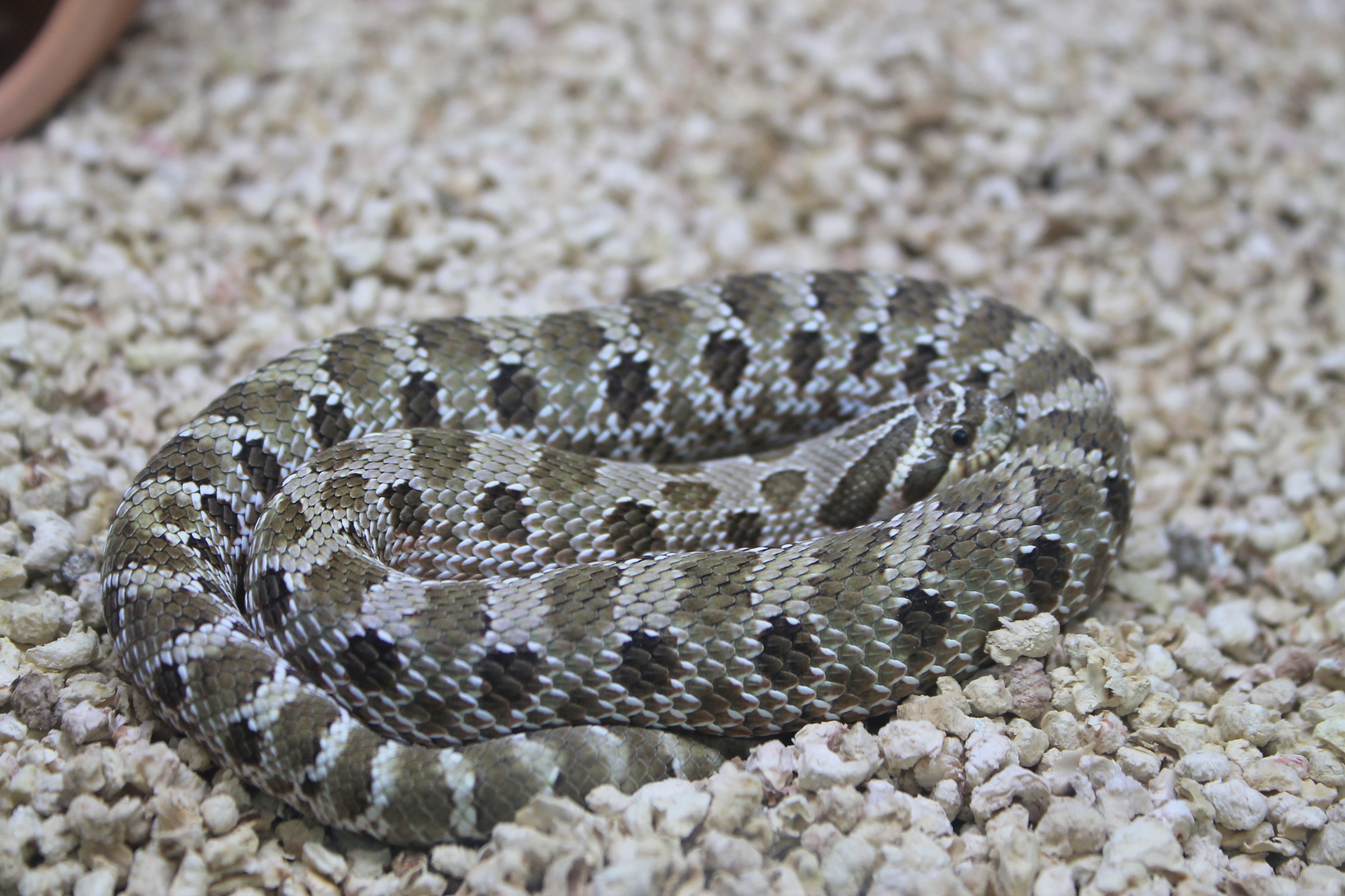 Western Hog-nosed Snake (Heterodon nasicus)
