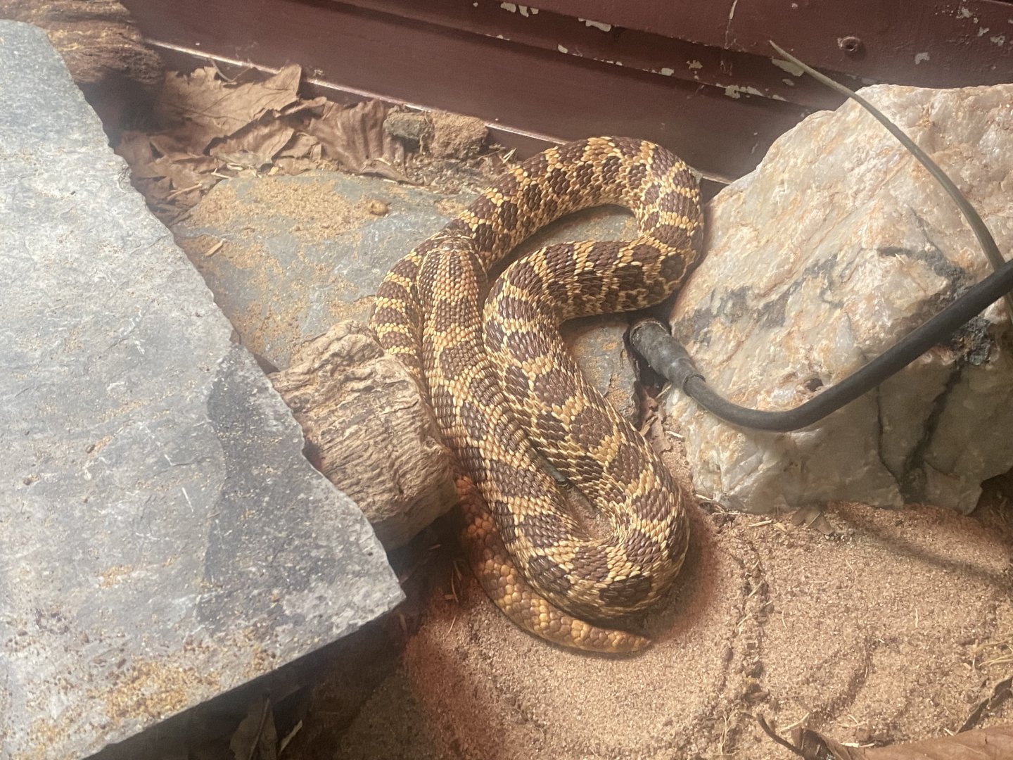 Western hognose snake 050925