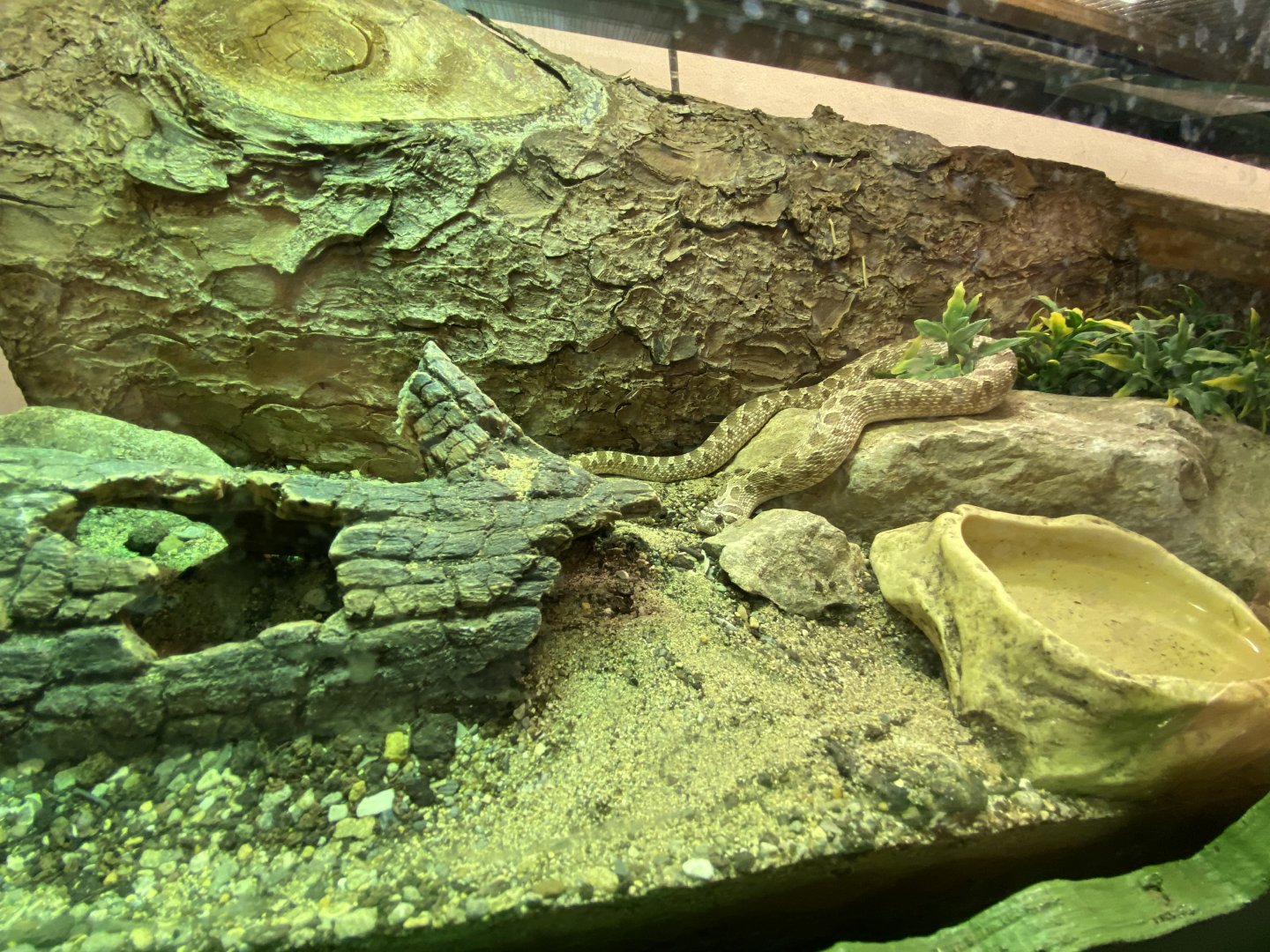 Western hognose snake 070320